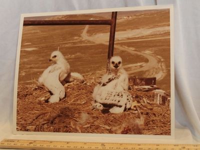 Utah Wildlife Nature 8X10 Media Photo Thiokol Corp Wasatch Division - Vtg 1980 - Chicks