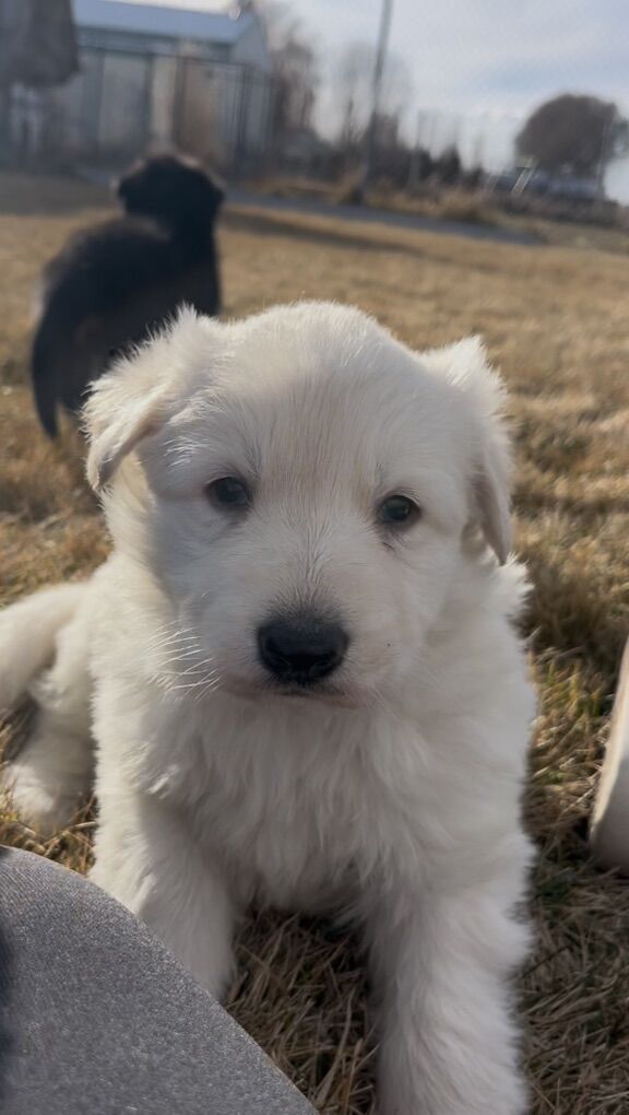 AKC White German Shepherd Puppies