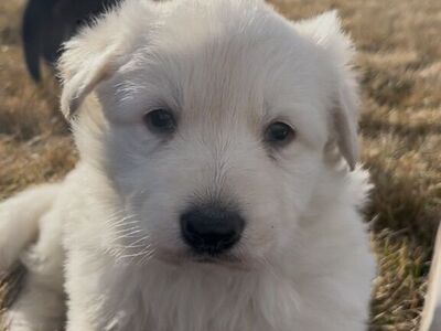 AKC White German Shepherd Puppies