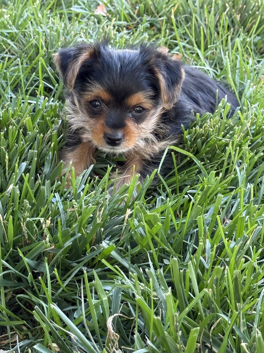 AKC Male Yorkie