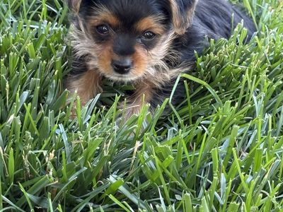 AKC Male Yorkie