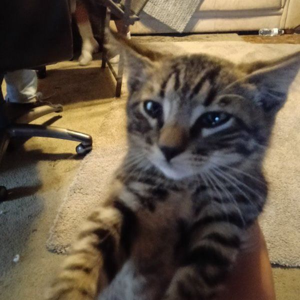 kittens