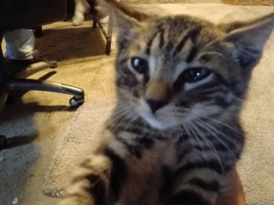 kittens
