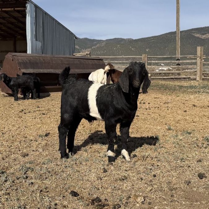 Boer goat Buck kid