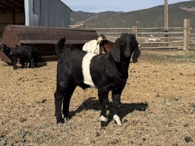 Boer goat Buck kid