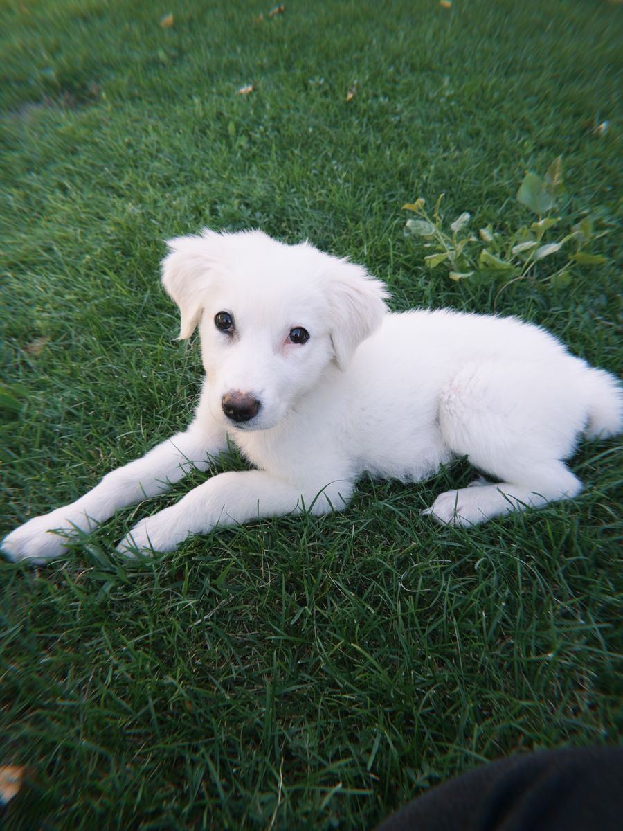 Great Pyrenees puppy- Pending pick up 