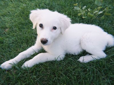 Great Pyrenees puppy- Pending pick up