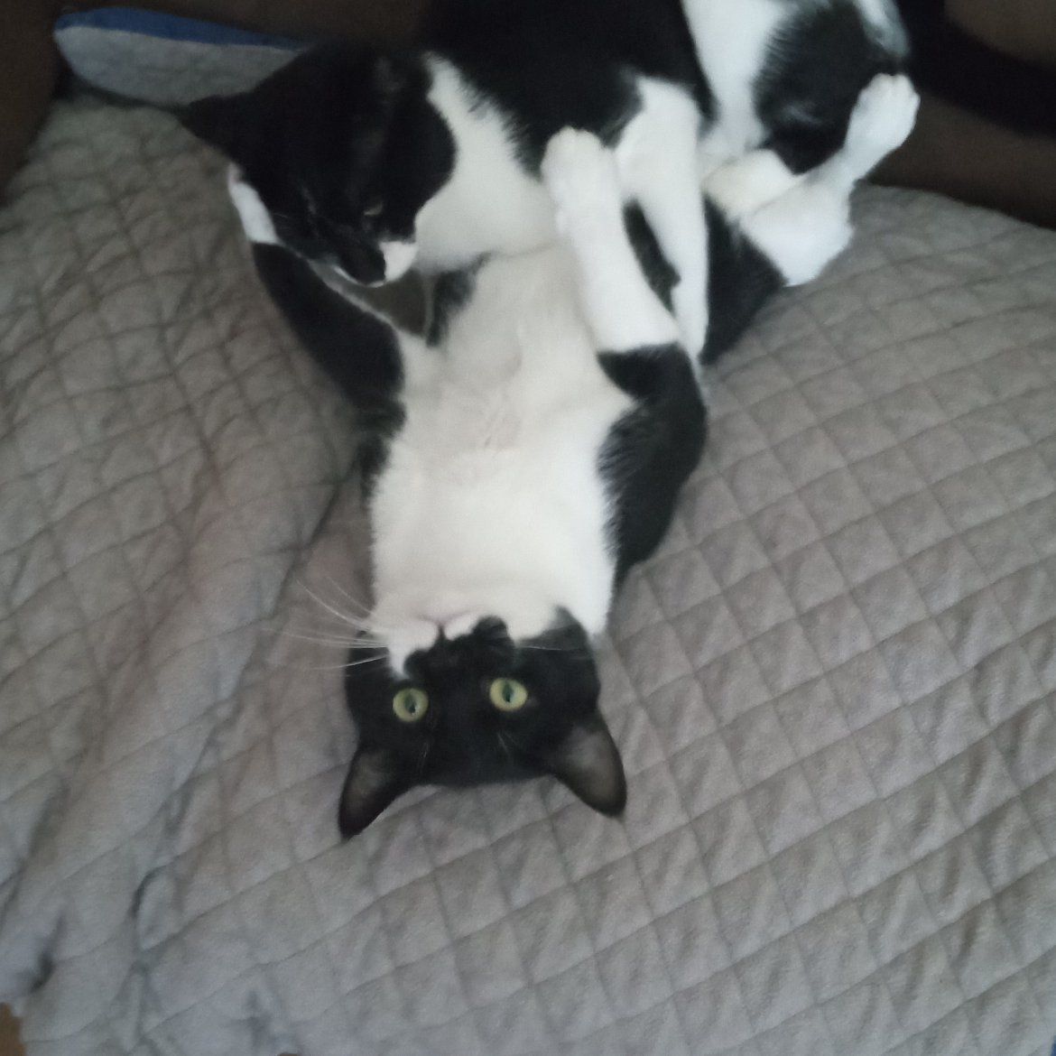 Male Cat