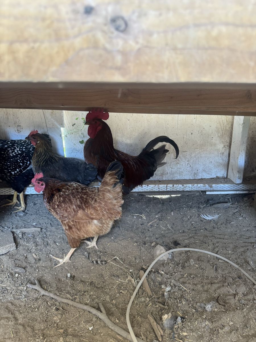 Rooster free to a good home