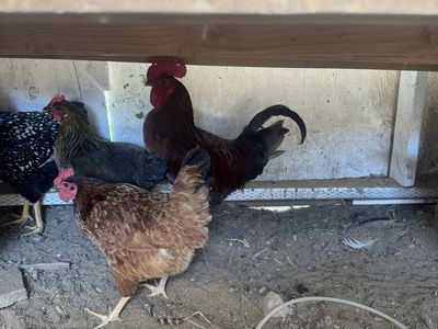 Rooster free to a good home