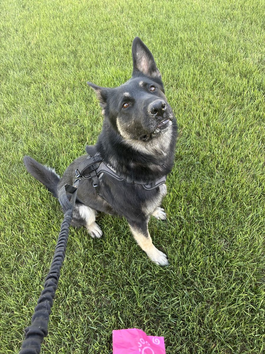 Male German shepherd