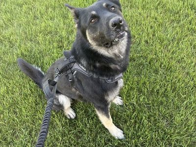 Male German shepherd