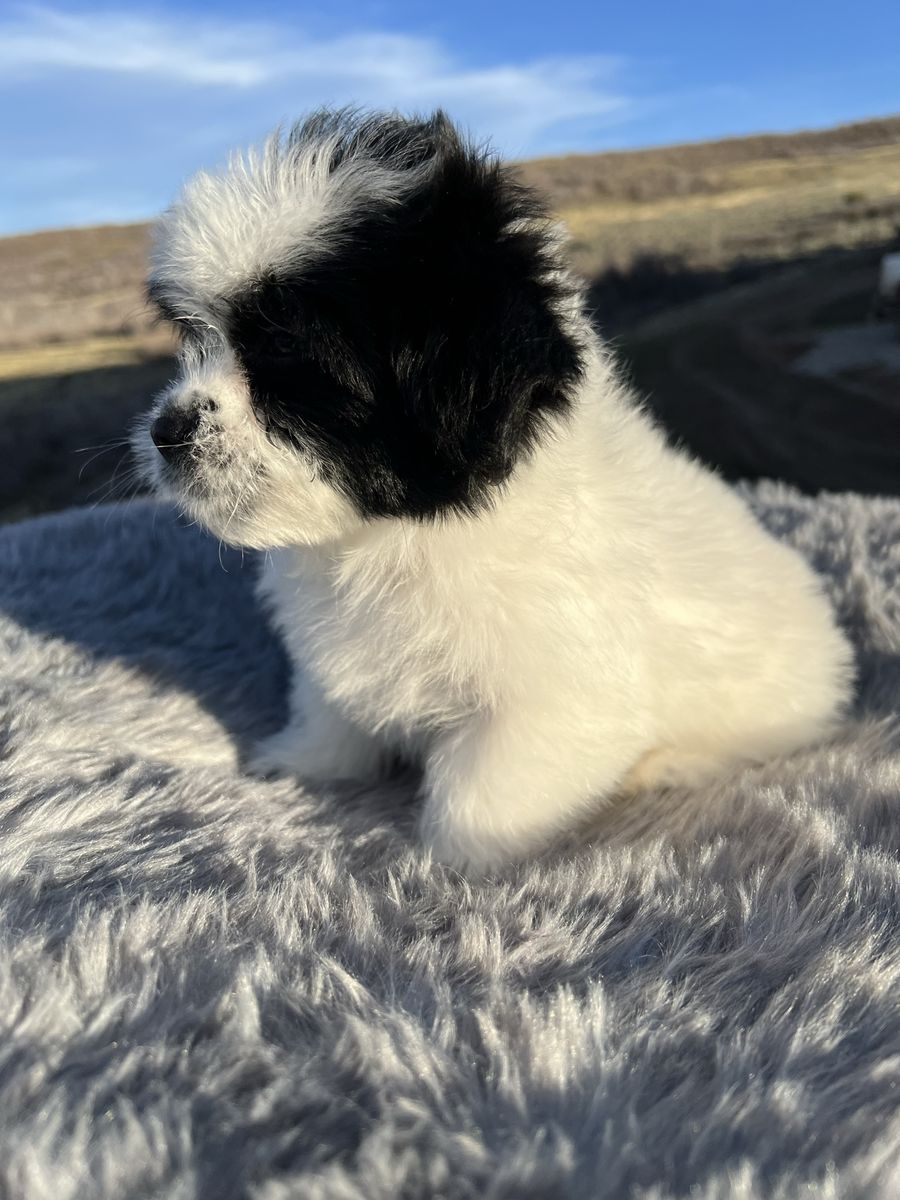 Shih Tzu / Eskimo Puppies