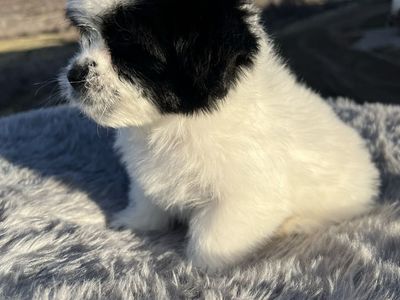 Shih Tzu / Eskimo Puppies