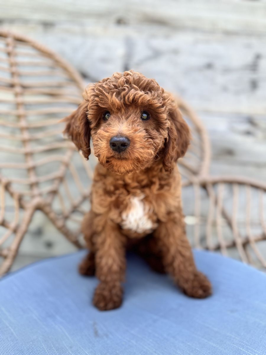 Adorable Mini Goldendoodle