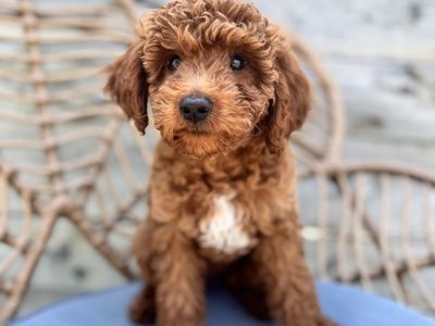 Adorable Mini Goldendoodle