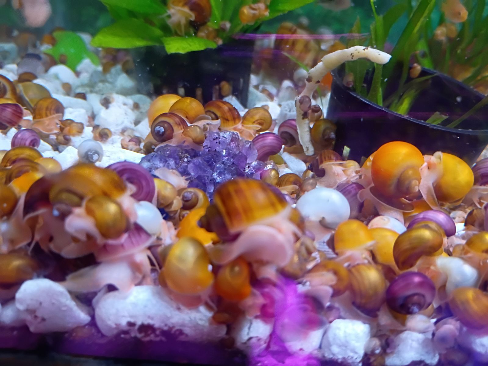 Mystery Snails, Juvenile