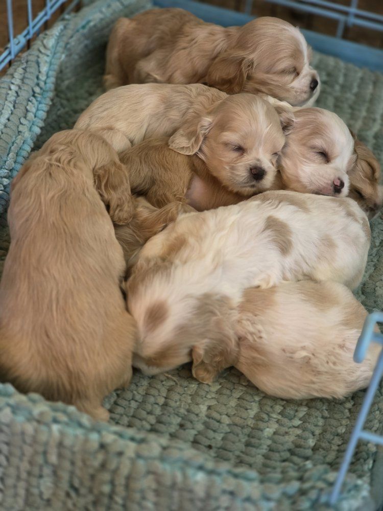 AKC Cocker Spaniel puppies