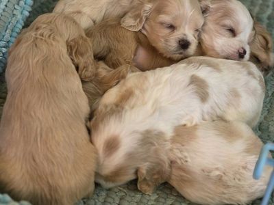 AKC Cocker Spaniel puppies