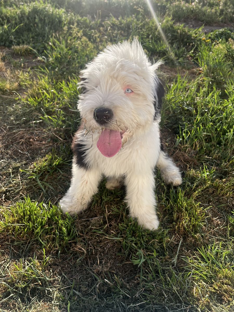 Old English sheepdog