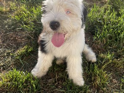 Old English sheepdog