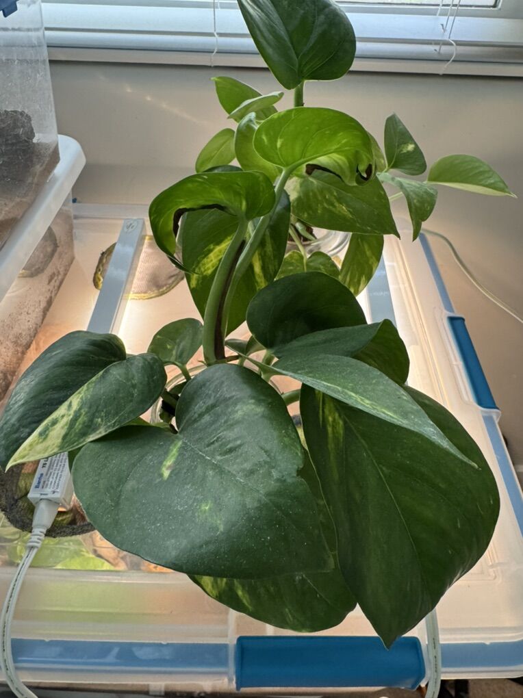 Pothos Cutting