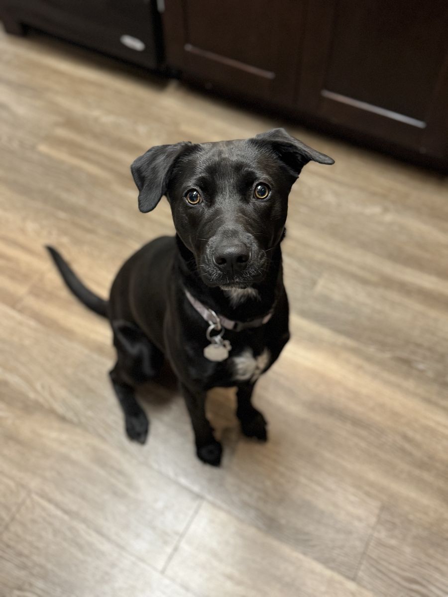 Lab/Retriever Dog
