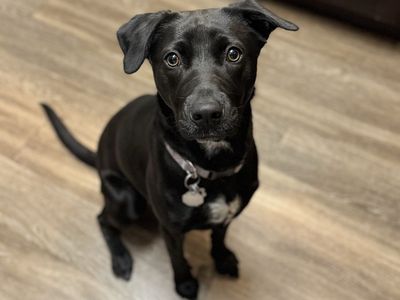 Lab/Retriever Dog