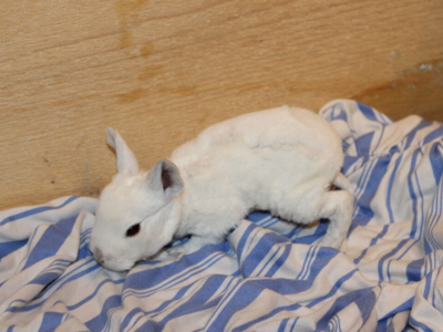 Reserve Your Easter Bunny! Meet Marshmallow