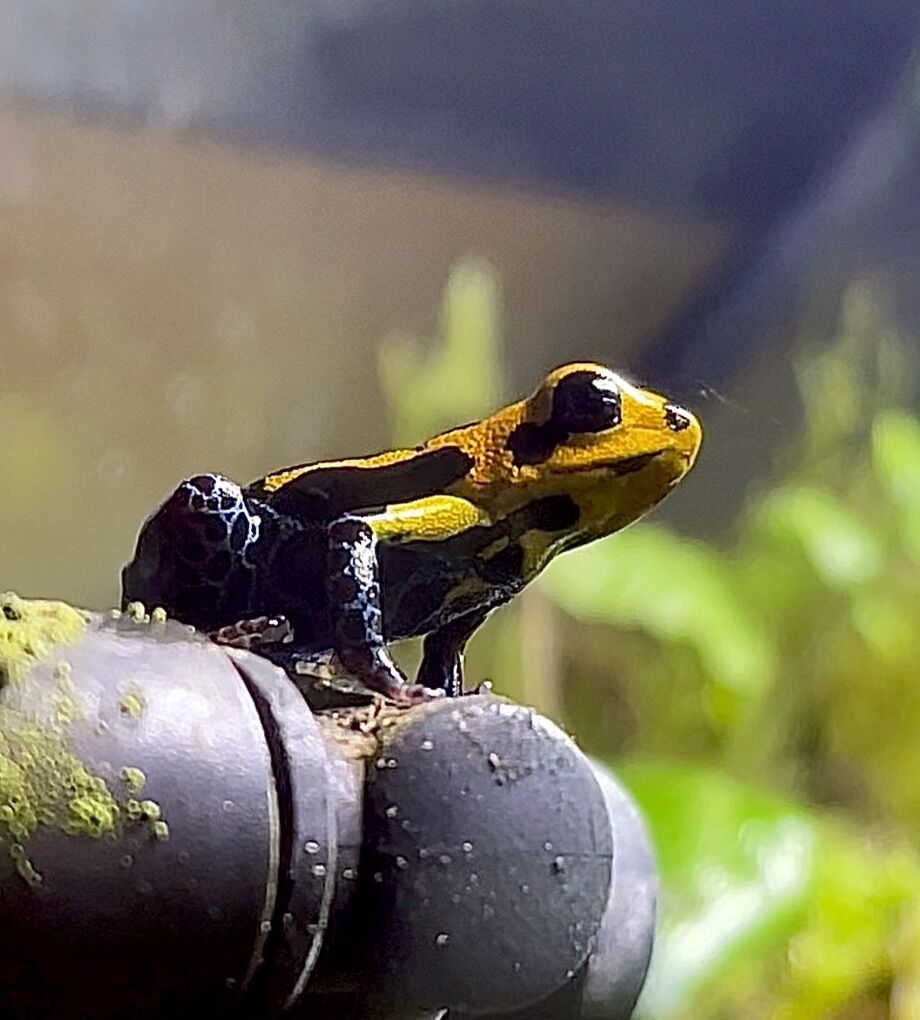 Ranitomeya Imitator Varadero Dart Frog