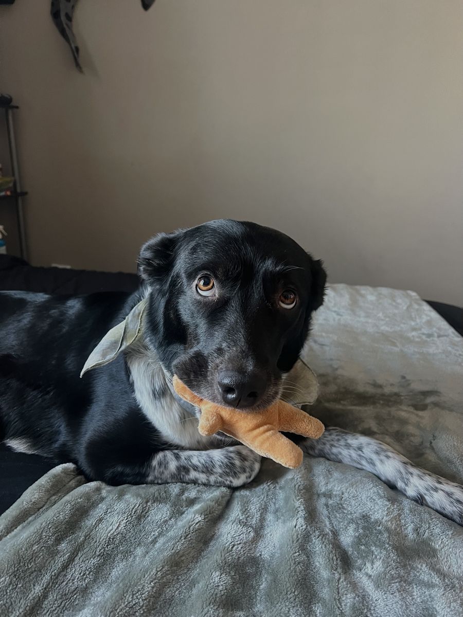 lilo- border collie aussie blue heeler mix