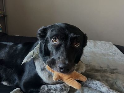 lilo- border collie aussie blue heeler mix