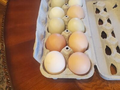 chicken eggs