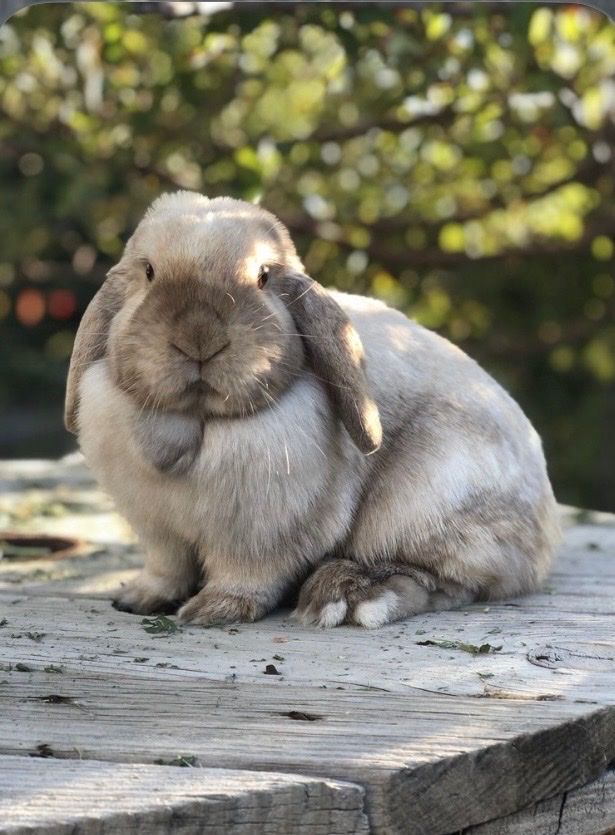 Holland Lop Rabbit - Pedigreed