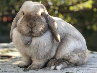 Holland Lop Rabbit - Pedigreed