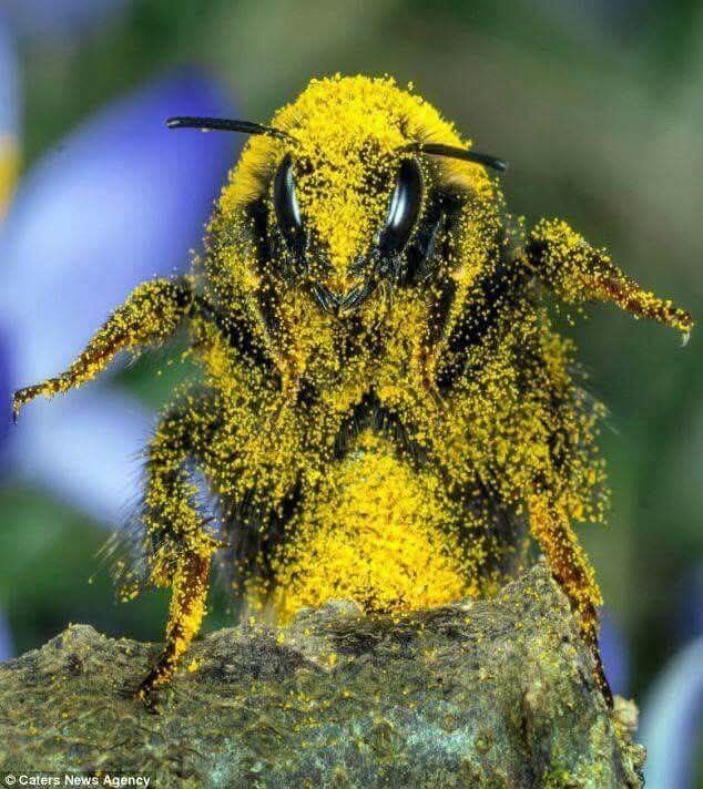 honey bee 5 frame nucs