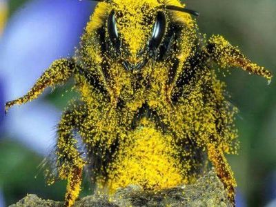 honey bee 5 frame nucs