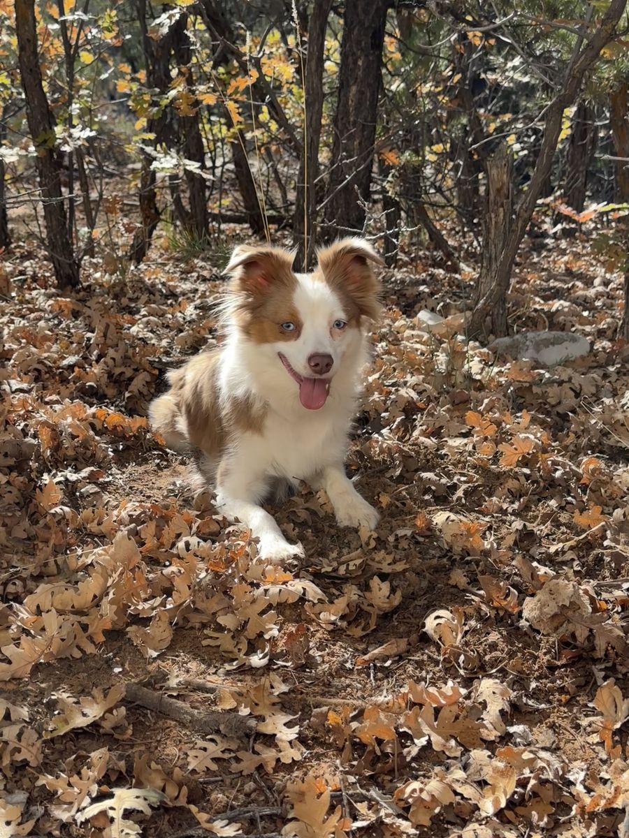 Mini American (Australian) Shepard