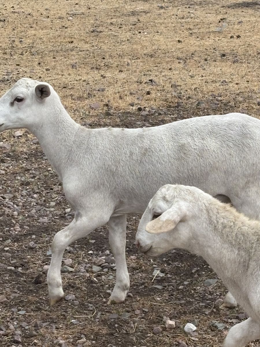Katahdin hair sheep looking for a new pasture