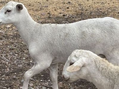 Katahdin hair sheep looking for a new pasture