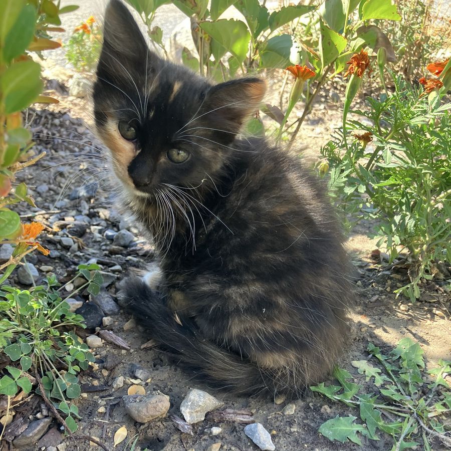 Calico Kittens