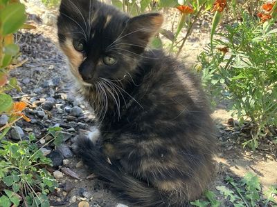 Calico Kittens