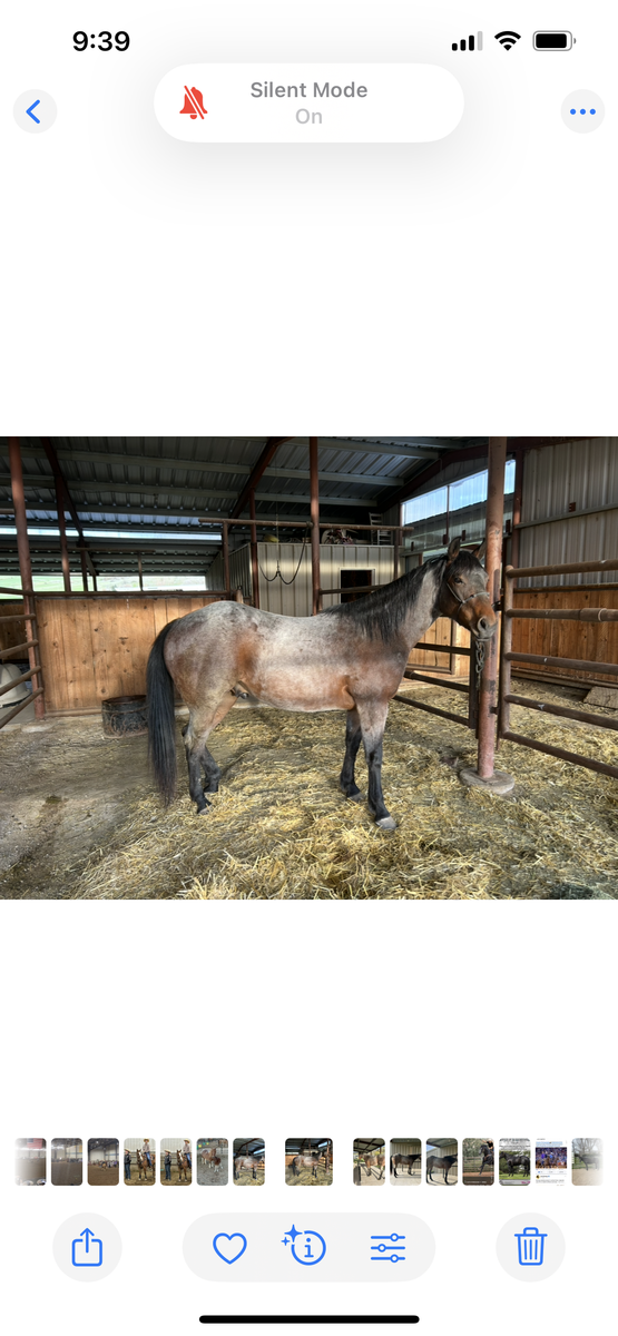 Nice AQHA 2 year old Bay roan gelding