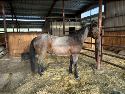 Nice AQHA 2 year old Bay roan gelding