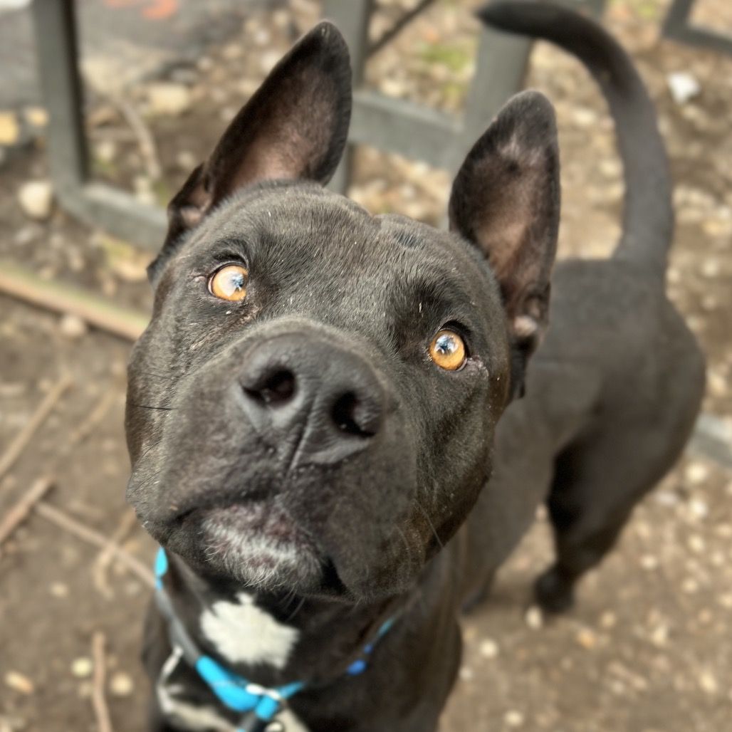 Hello my name is Odie