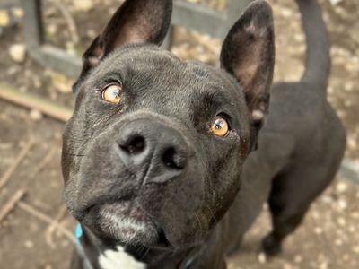 Hello my name is Odie