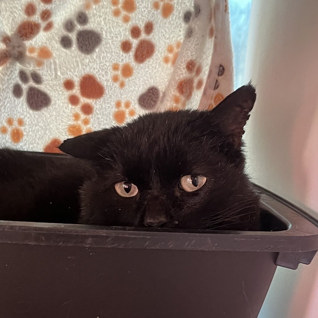 Hello my name is Manzana