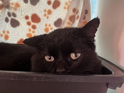 Hello my name is Manzana