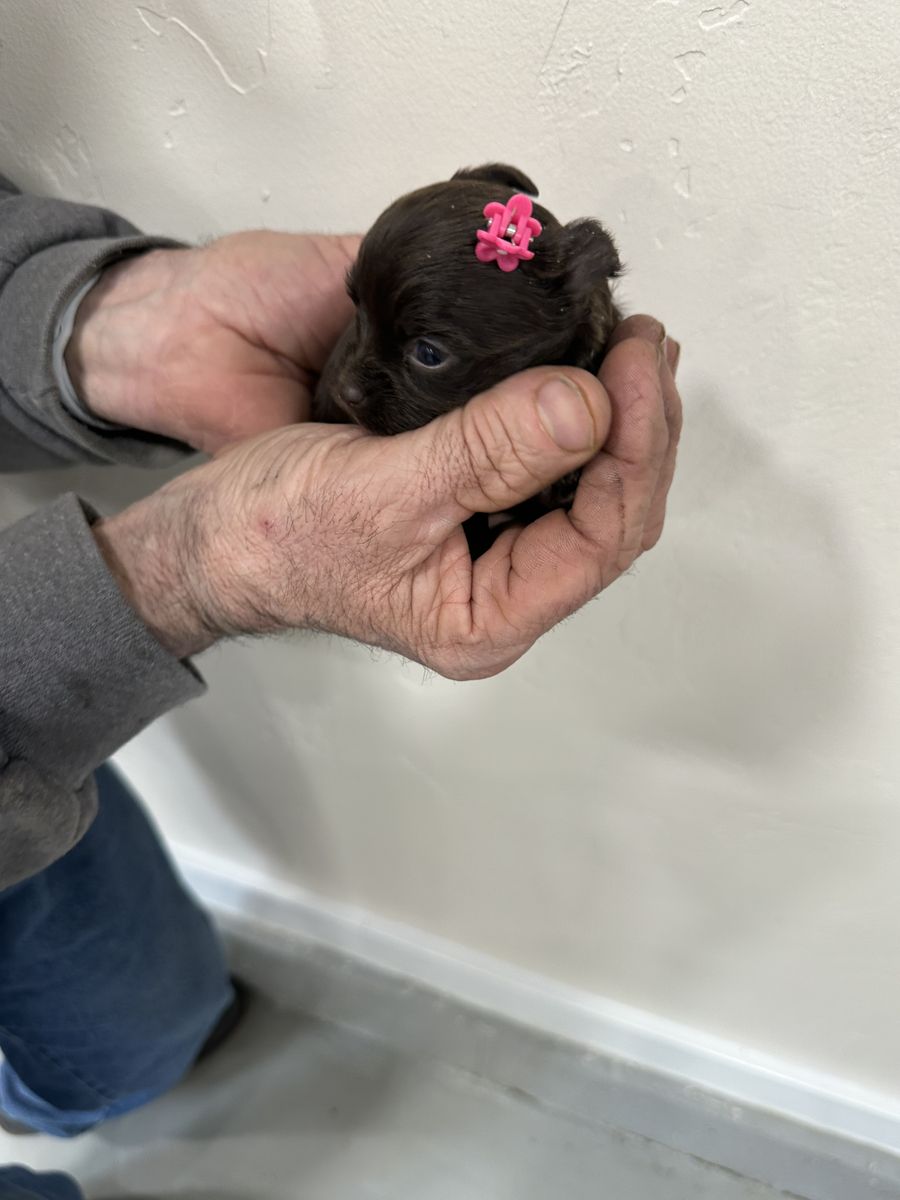 Yorkie-Chocolate Girl