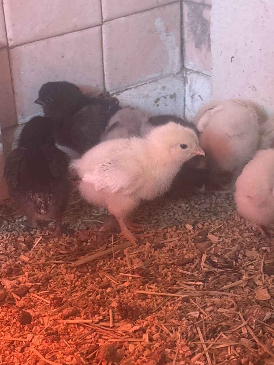 For sale Brahma chicks set of 7